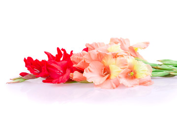 gladiolus flower