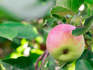 apple tree