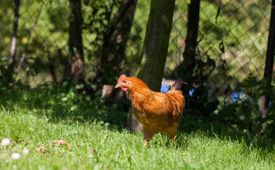 chicken on the grass
