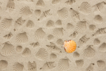 The prints of seashells on the sand