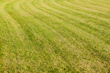 Fototapeta premium Beautiful green grass texture