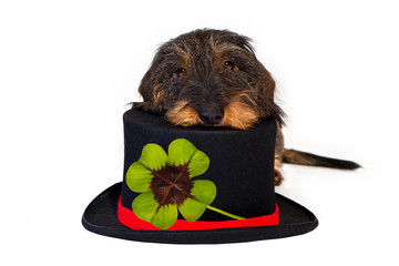 Dackel mit Zylinder, vierblättriges Kleeblatt - four-leaf clover