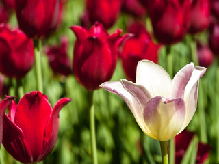 Naklejka premium White tulip and red tulips