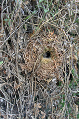 Nido de chochín, traglodytes troglodytes