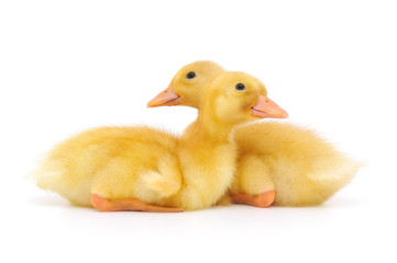 Two ducklings