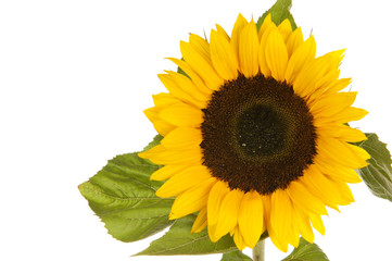 Sunflower isolated in white