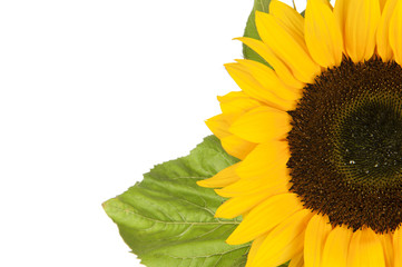 Sunflower, alias Helianthus annuus, sliced halfway