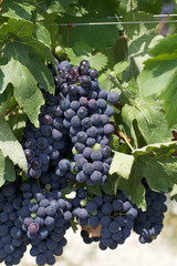 Fototapeta premium vineyard