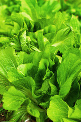 chinese cabbage