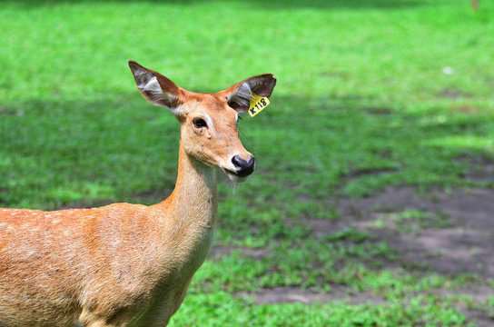 Young Deer