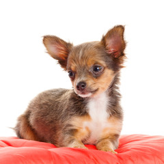 Chihuahua dog on red  pillow isolated on white background. portr