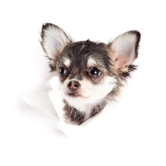 chihuahua puppy  in paper