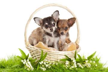 Chihuahua puppies. lovely puppy s.  portrait of puppies in a bas