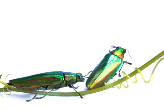 Metallic wood-boring beetle
