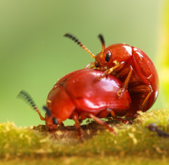 mating of orange beetle .