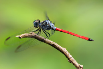 red dragonfly