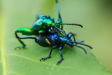 mating of beetle .
