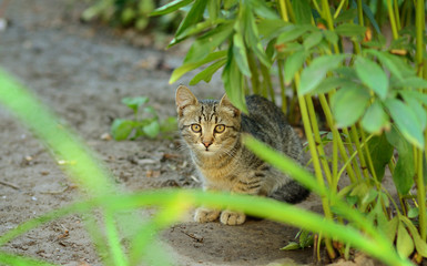 Naklejka na ściany i meble Shy young cat, look at the camera, from under bush