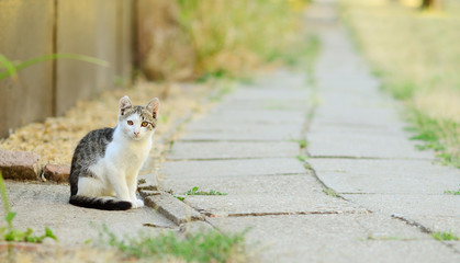 beautiful kitten sits next to the road