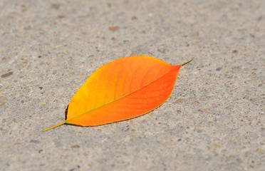 Autumn leaf on the pavement