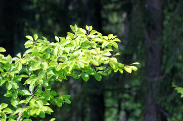 branch and leaves