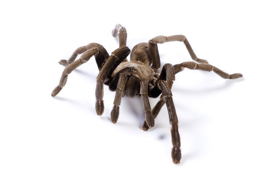 Australian Tarantula on white background.