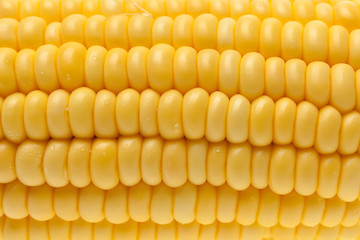 Grains of corn with water droplet closeup