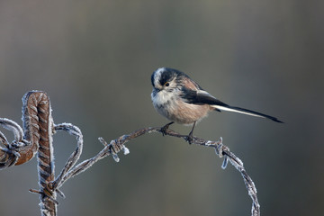 Long tailed tit, Aegithalos caudatus