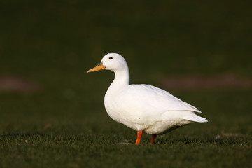 Mallard, Anas platyrhynchos