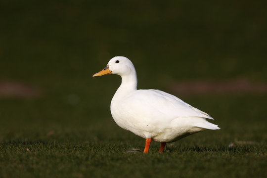 Mallard, Anas platyrhynchos