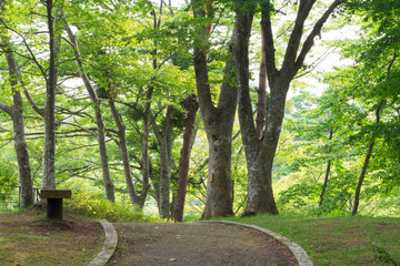 夏の散歩道