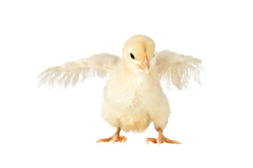 Cuty chick flapping its wings, isolated on a white background.