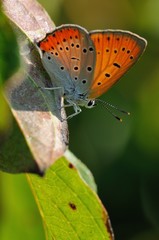 Lycaena dispar