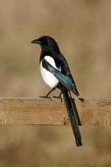 Magpie, Pica pica