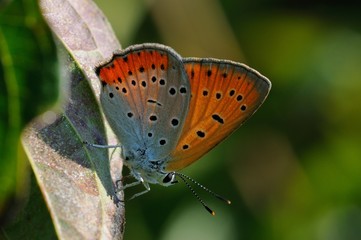 Lycaena dispar