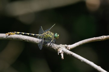 Onycogomphus forcipatus ssp.forcipatus,maschio