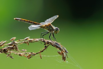 Sympetrum depressiusculum, femmina