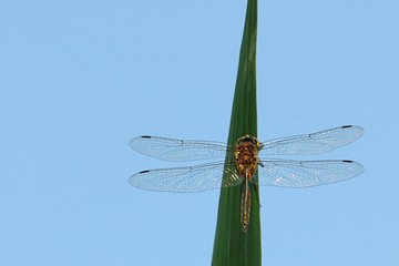 Somatochlora flavomaculata, maschio