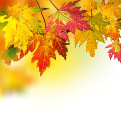 Naklejka na ściany i meble Spadające liście jesienią