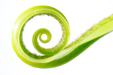 Exotic tropical curl shoots leaf