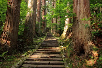 Obraz premium Haguroyama podejście do drzew cedrowych