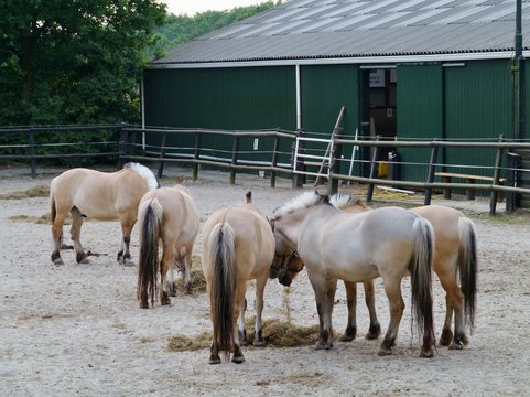 Dun Fjord horses eating hay in a paddock