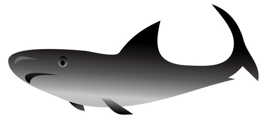 Shark