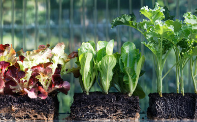 Gemüsepflanzen in Anzuchtwürfeln
