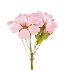 Naklejka na ściany i meble delicate pink flowers
