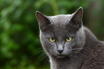 Close up portrait of grey kitten