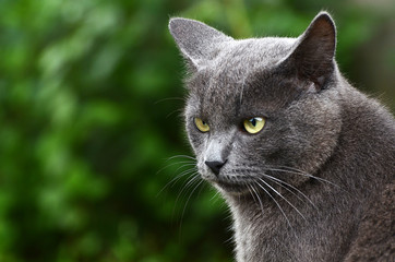 Naklejka na ściany i meble Close up portrait of grey kitten