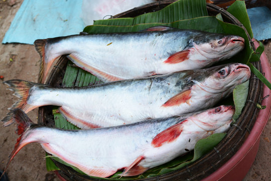 Tropical fish Pangasius hypophthalmus