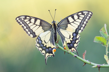Schwalbenschanz (Papilio machaon)