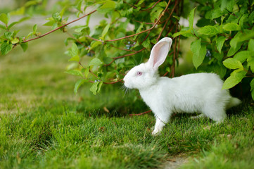 Naklejka na ściany i meble White rabbit on a green grass
